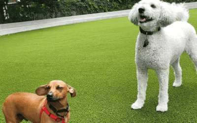 Creating Safe Play Areas with Artificial Grass: Ensuring Child and Pet-Friendly Fun